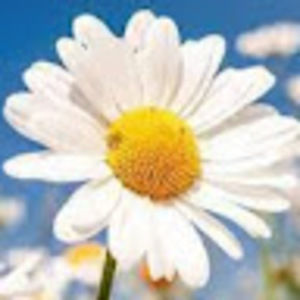 Meet your Posher, Ella